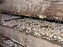 Caissons de bois où poussent des champignons de toute taille à chapeau arrondis de couleur beige