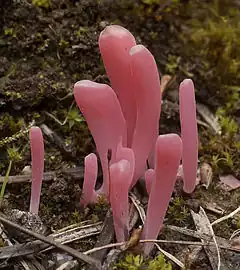 Clavaria rosea