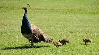 Un paon et ses petits.