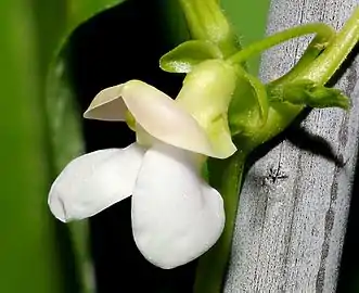 Fleur du haricot commun (Phaseolus vulgaris).
