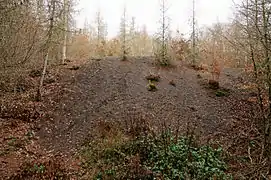 Un talus noir en forêt.