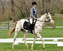 Cavalière sur un poney tacheté au trot.