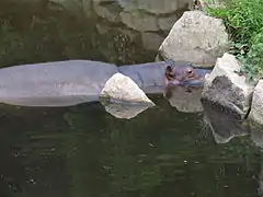 Hippopotame