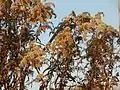 Les inflorescences en hiver.