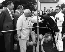 Photographie de Khrouchtchev caressant une vache