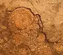 Vue de face de fossiles marins.