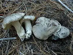  Photographie de deux champignons récoltés et couchés sur des aiguilles de pin montrant leur pied blanc crème et de deux champignons en place montrant leur chapeau gris recouvert de fines écailles noirâtres