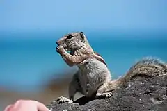 Écureuil de Barbarie