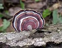 Microporus affinis (polyporaceae)