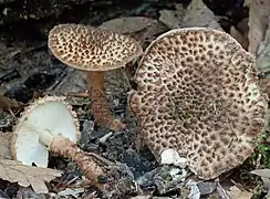 Cystolepiota eriophora