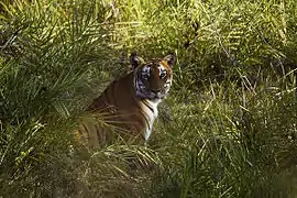Le Tigre du Bengale est très présent en basse altitude.