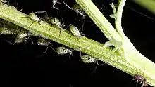 Plusieurs petits insectes sur une plante verte.