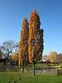 Quercus robur f. fastigiata, en automne.