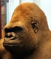 Vue de la tête d'un gorille empaillé, l'air serein, brun avec des poils roux sur le haut du crâne.