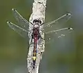 Leucorrhine à gros thorax(Leucorrhinia pectoralis).