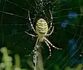 L'Argiope frelon qui reste au centre de sa toile n'a pas besoin de ce fil.