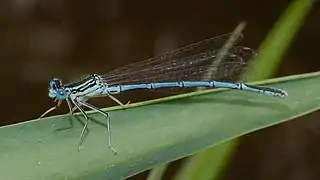 Platycnemis pennipes (mâle).