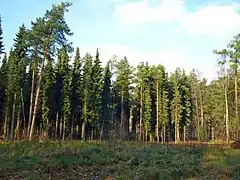 Forêt de Picea omorika, plantée aux Pays-Bas, en compagnie de Pinus sylvestris.