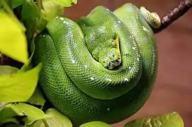 Morelia viridis