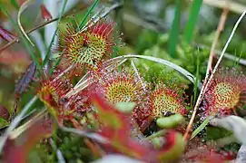 Drosera à feuilles rondes.