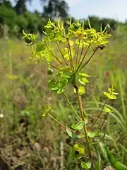 Euphorbe de Séguier