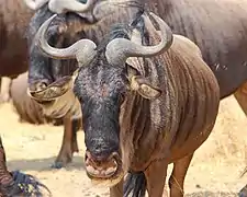 Gnou dans le cratère du Ngorongoro (Tanzanie)