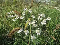 Achillées sternutatoires.