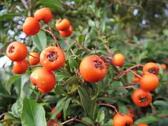 Pyracantha.