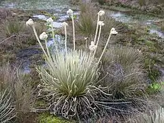 Description de l'image 2013 Flower Coespeletia palustris.jpg.