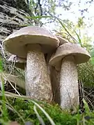 Leccinum duriusculum