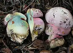 Rubroboletus eastwoodiae.