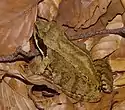 Common frog with masked eye