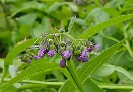 Consoude officinale.