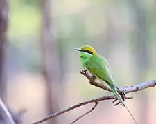 Parc national de Pench (Madhya Pradesh), Inde