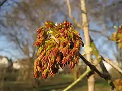 Photographie d’un bouquet de feuilles d’érable roux.