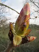 Début de débourrage des bourgeons.