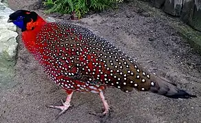 Tragopan satyra