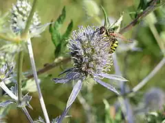 Description de l'image 20140701Eryngium planum4.jpg.