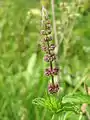 Inflorescence