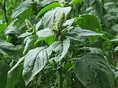 Amaranthus retroflexus (Amaranthoïdes).