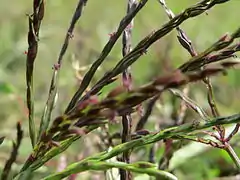 Épis d'épillets groupés en panicules digitées (Digitaria sanguinalis)