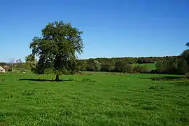 Un pâturage et un arbre.