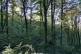 Une forêt dense.