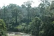 Forêt de Bornéo