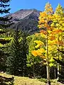 Couleurs de la forêt