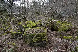 Des blocs de briques et de pierres recouverts de mousse sont éparpillés permis les arbres.
