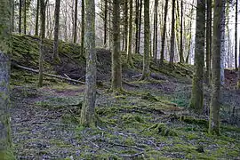 Un talus recouvert de sapins.