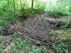 Enfoncement du puits obstrué par des branchages.