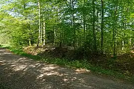 Talus plat en bordure de chemin forestier.