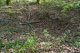 Petit trou en entonnoir dans la forêt.